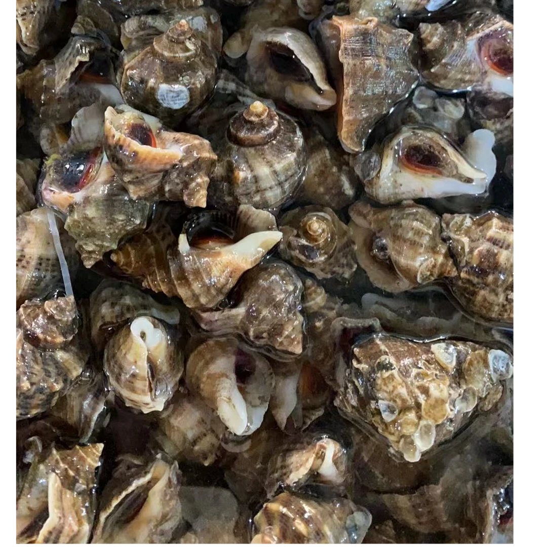 鲜活中海螺14元1斤