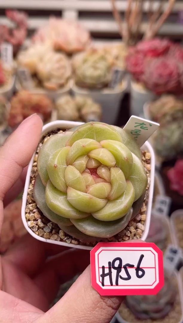 【闪购商品】H956龙舌兰一物一拍