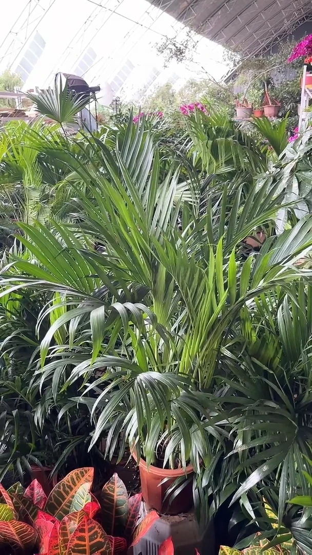 不开花植物富贵椰子