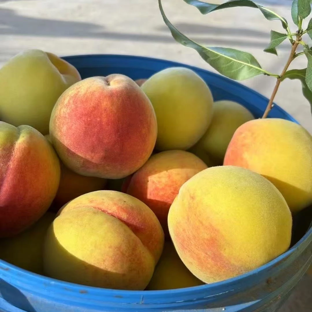 精品装正宗三湖锦绣黄桃新鲜现摘黄金桃鲜甜多汁优质水果包邮