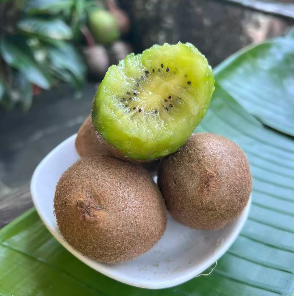 【篱笆优选】即食猕猴桃 自然熟徐香猕猴桃 收到可以吃