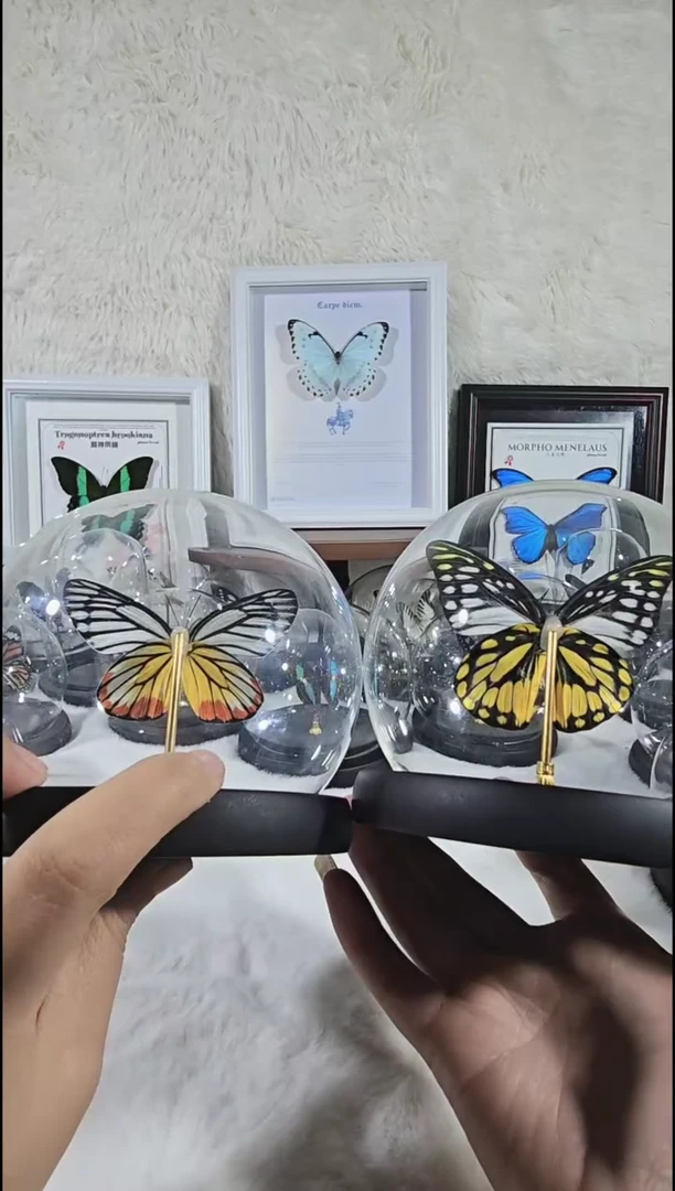 炬粉蝶水晶球蝴蝶标本