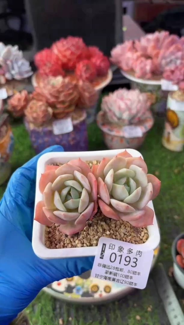 昆明印象多肉0193