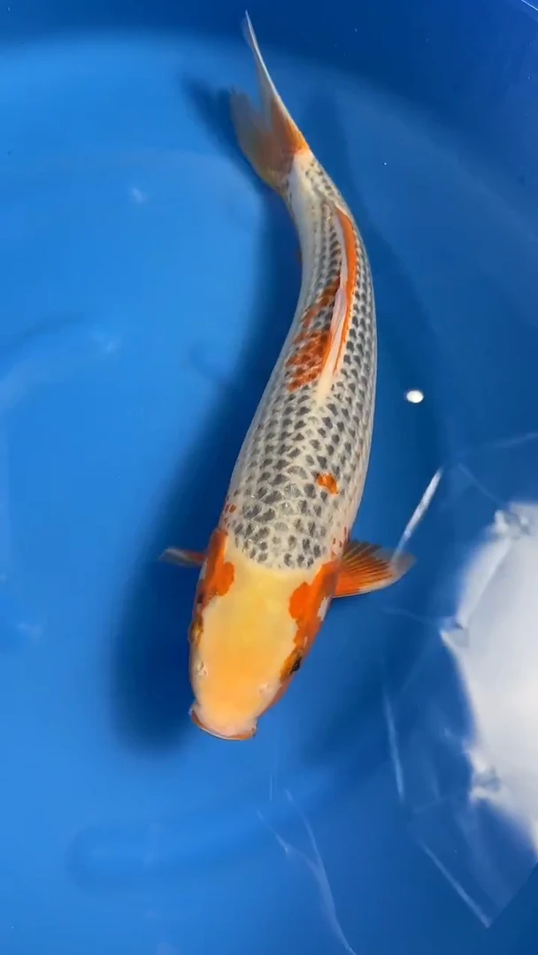 锦鲤日本进口浅黄