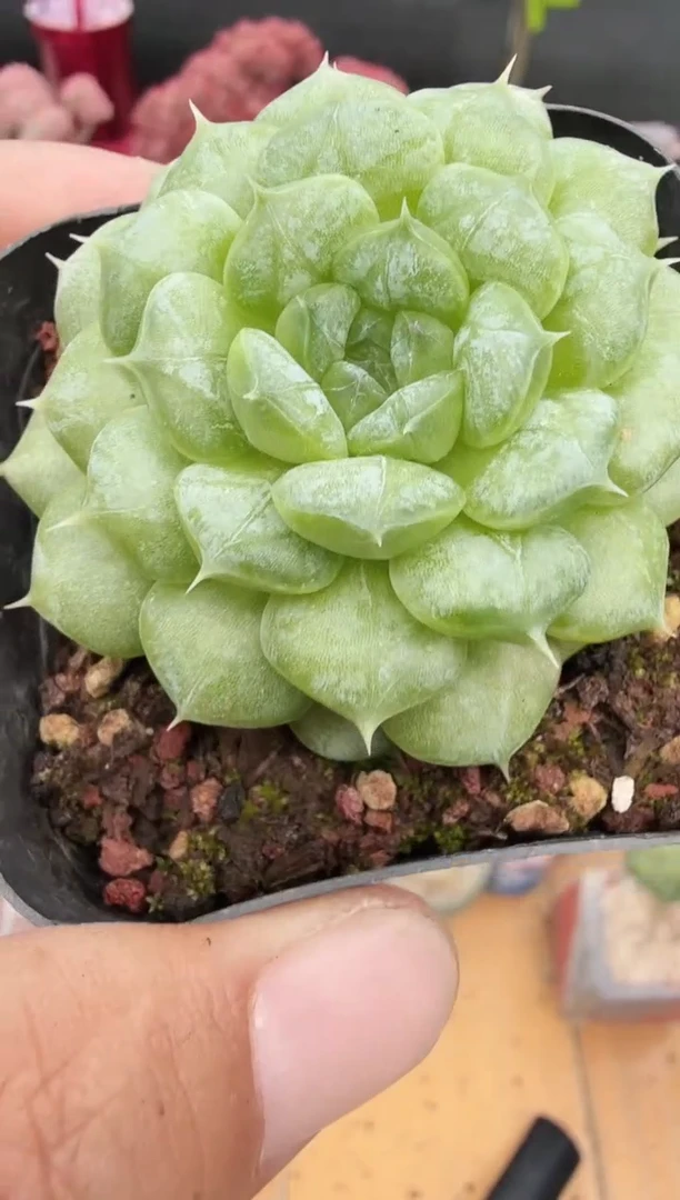 东云多肉园新款-151