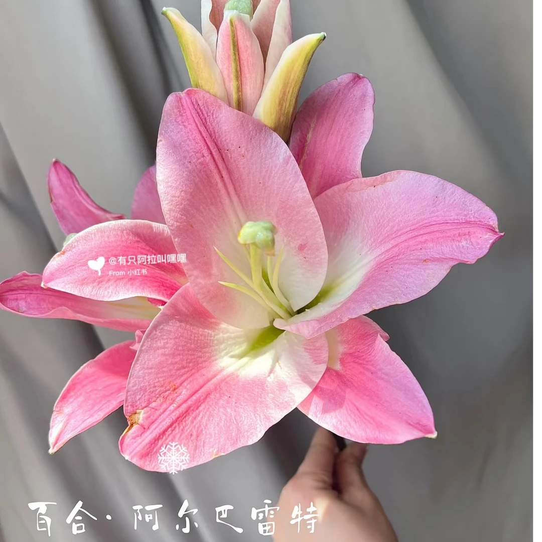 阿尔巴雷特 香水百合  任意两单顺丰包邮，一单普通快递