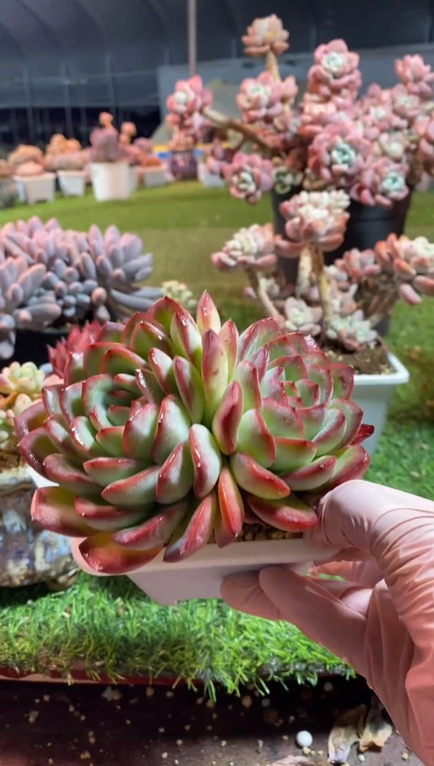 【闪购商品】333333