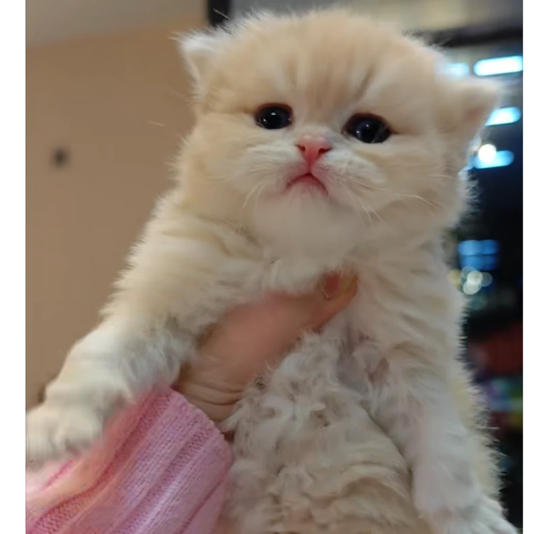 （赛赛的猫）稀有色渐层 蓝金渐层 紫金渐层 金渐层 紫金蓝金重点色