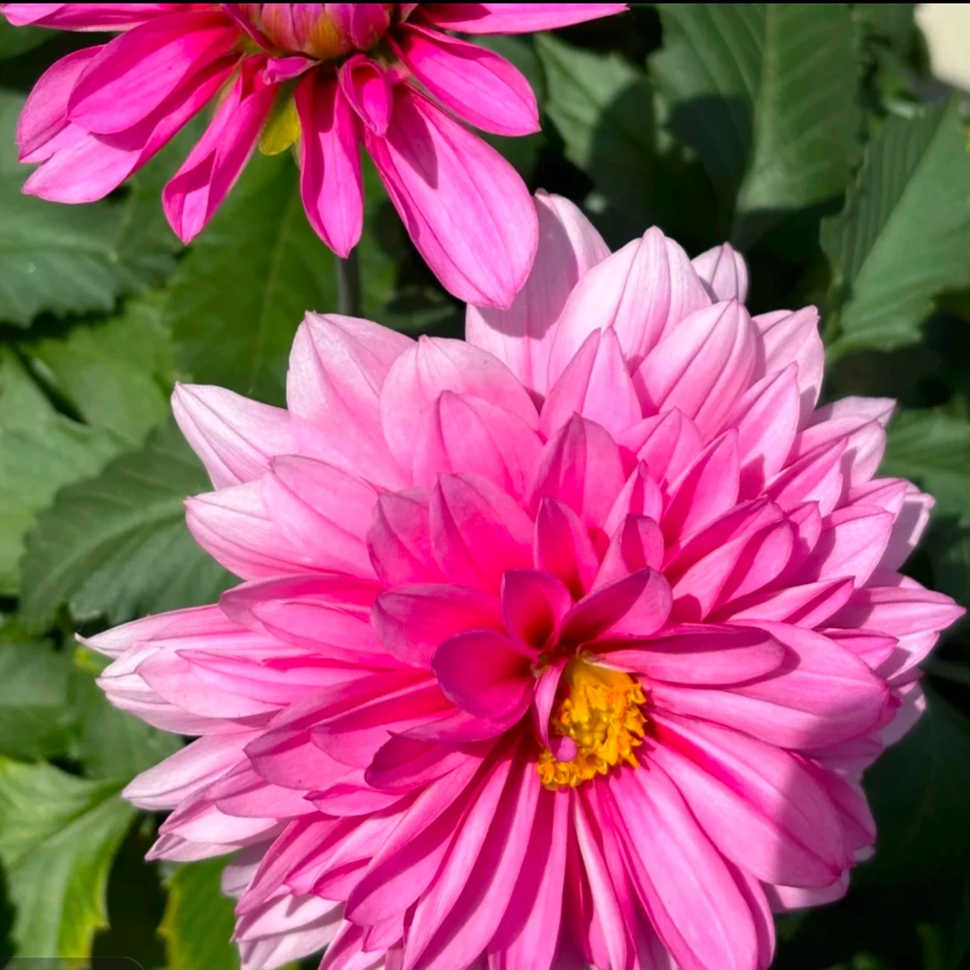 大丽花三文鱼 【粉色】 盆栽花 大花型 阳台庭院易养护