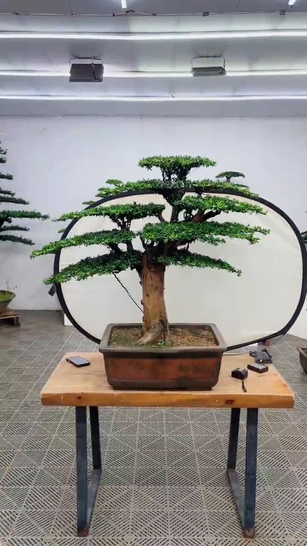 无花朵造型盆景一物一拍