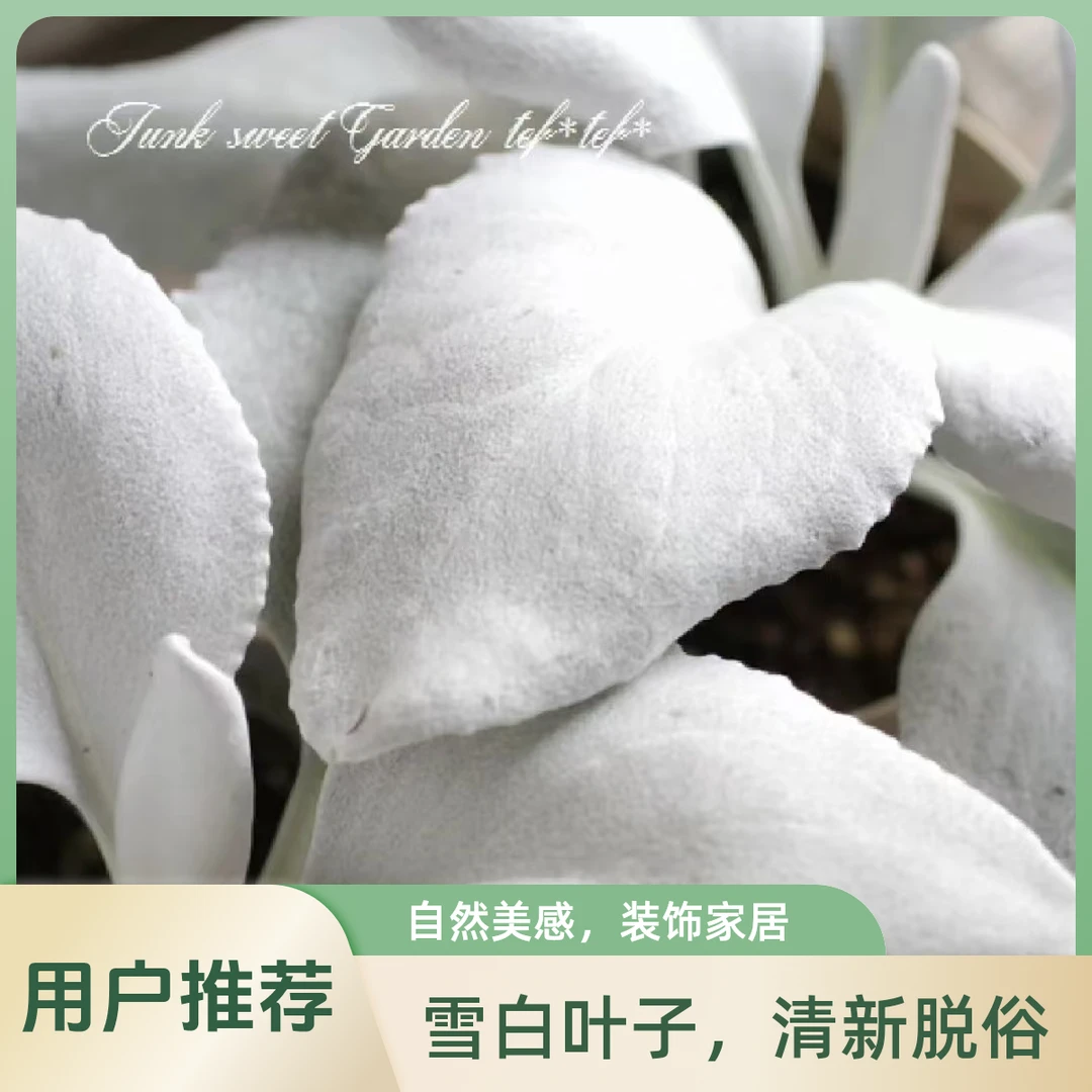 银叶菊【天使之翼】 观叶植物