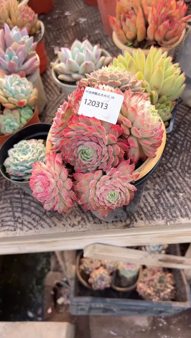 吉***儿阿迷洲多肉花卉20313