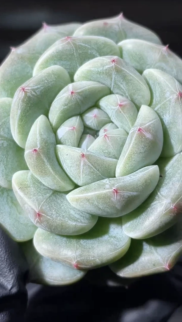 28-33云之羽4-5厘米量拍发一颗