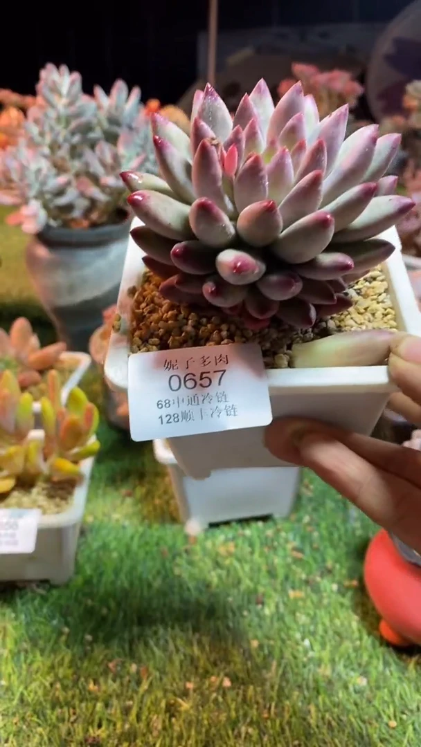 0657《满28包邮发货》