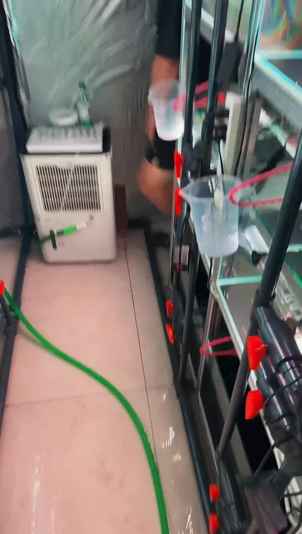 灯科鱼夜****oB01超红*1