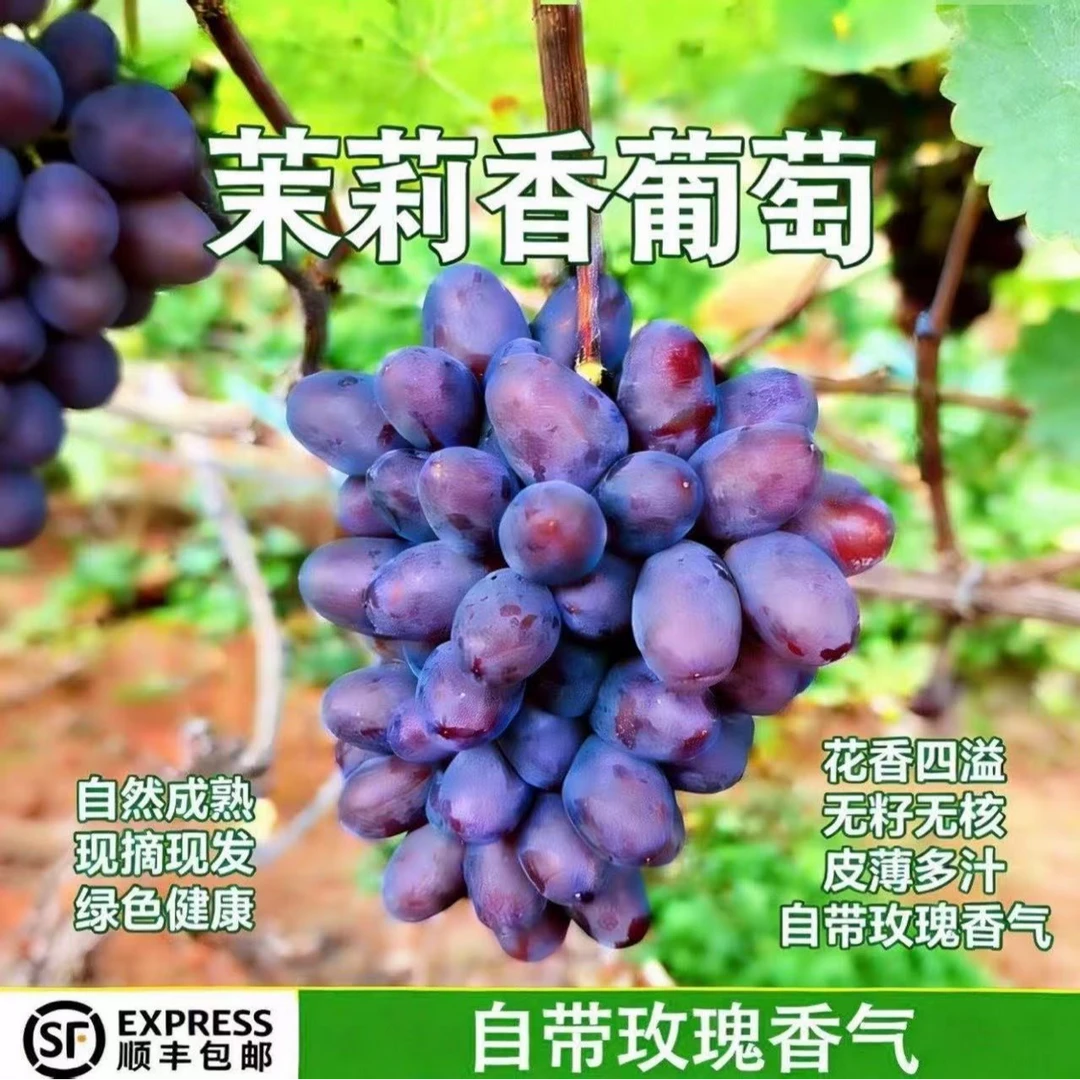 【顺丰包邮】云南现摘茉莉香葡萄无籽多汁玫瑰香当季水果