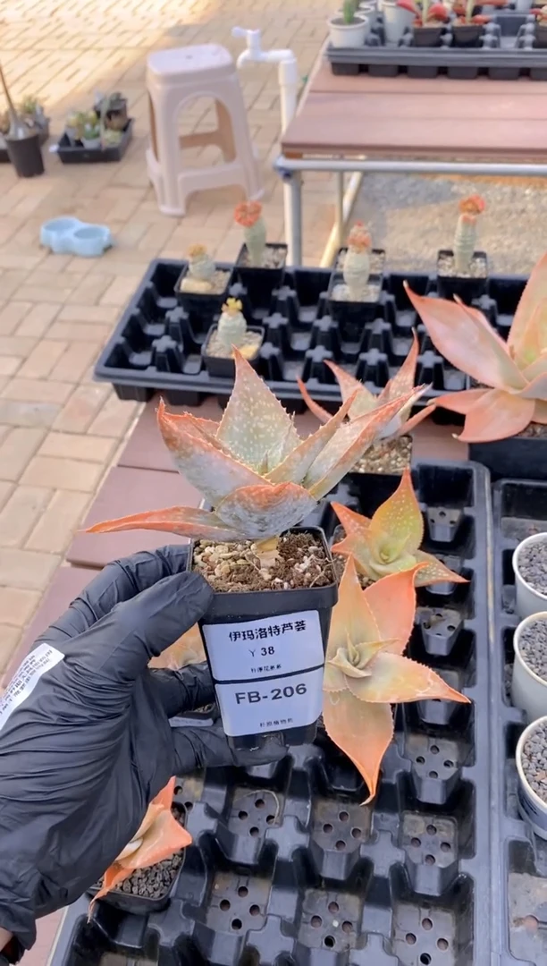 【闪购商品】伊玛洛特脱土FB-206