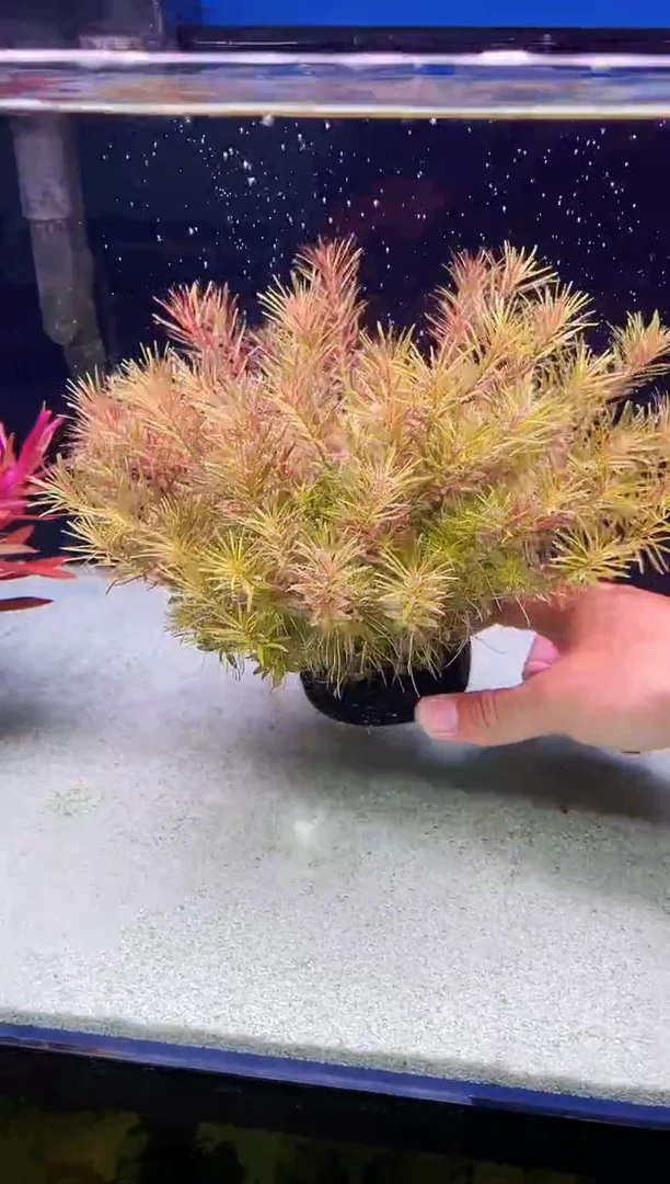 【古精百叶】红草福利！ 爆根发货 7.5厘米大坨