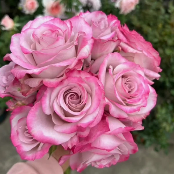 耐热  耐晒 月季品种小苗 合集阳台地栽盆栽