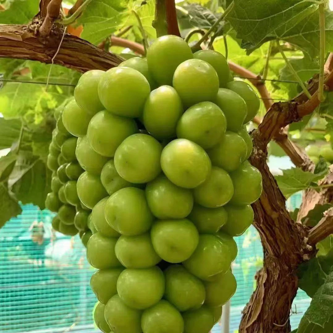 正宗葡萄苗好种易活耐寒耐高温（带土发货）