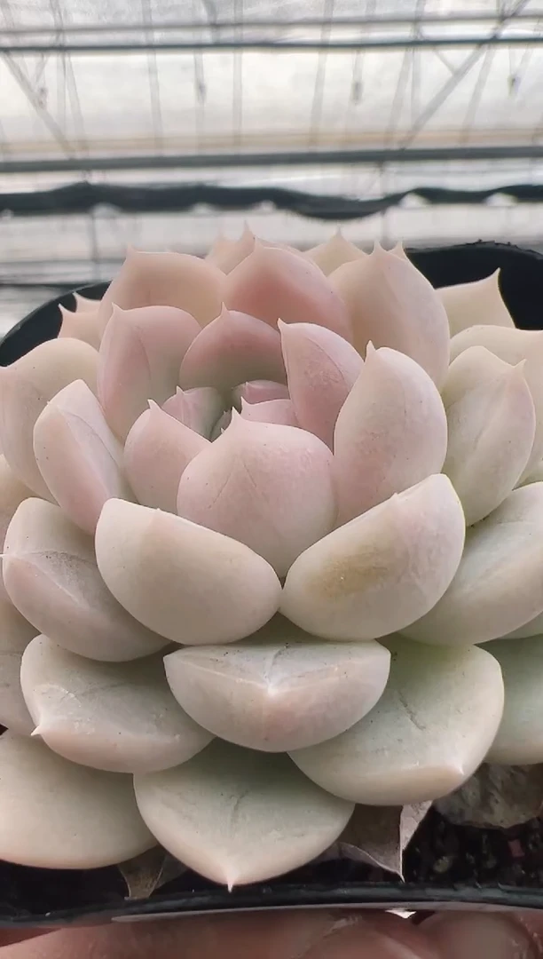 【闪购商品】新款多肉-98