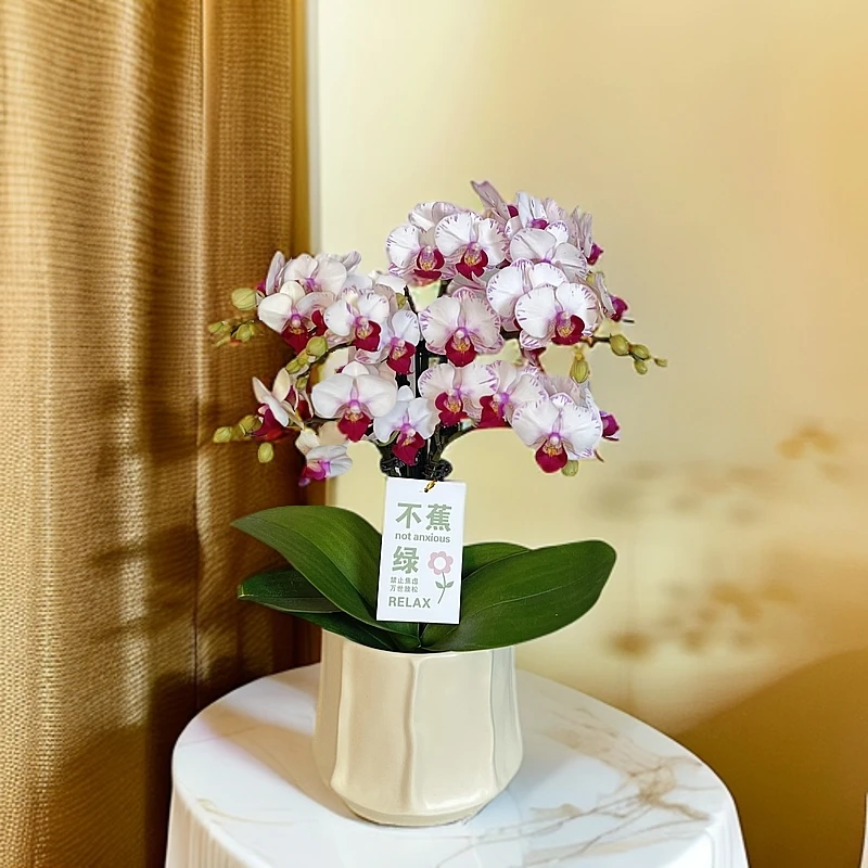 蝴蝶兰《白闪电》红色闪边白花 好养耐养带花带花苞 基地直发