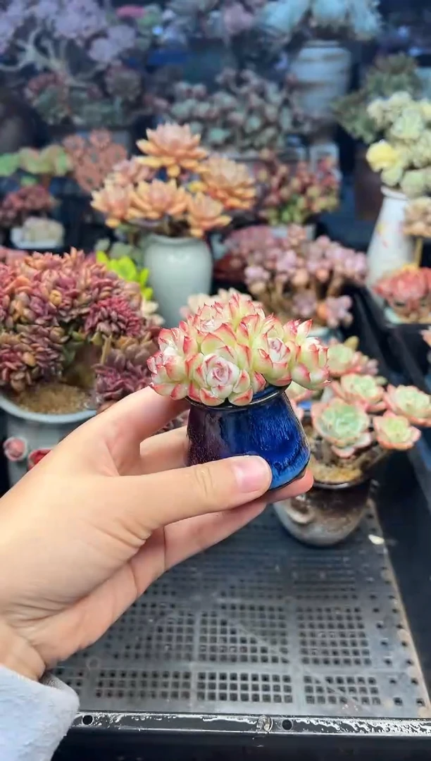 赤***紫631              不带盆