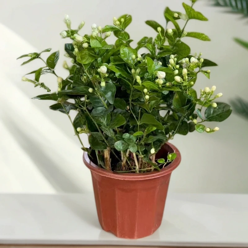 重瓣香水茉莉花盆栽室内外庭院可地栽四季绿植花卉
