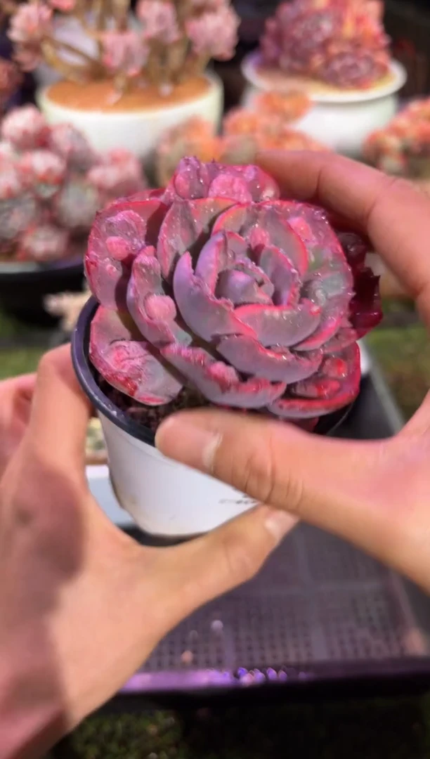 【闪购商品】08142