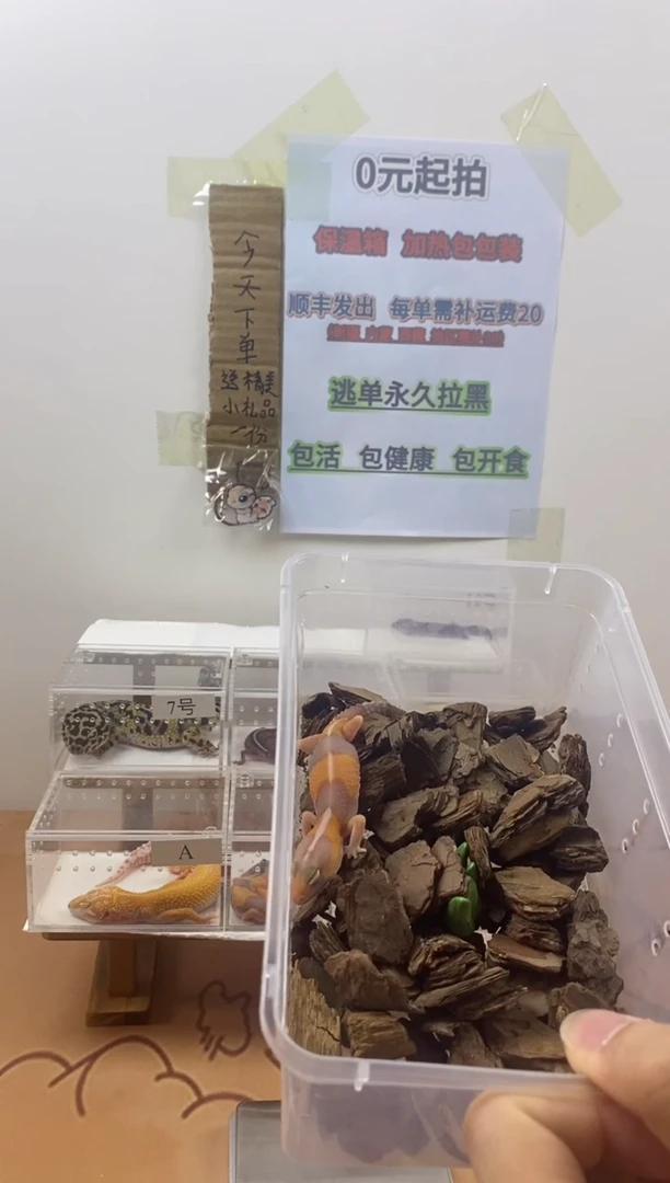 豹纹守宫豹纹守宫幼苗亚成体成体肥尾