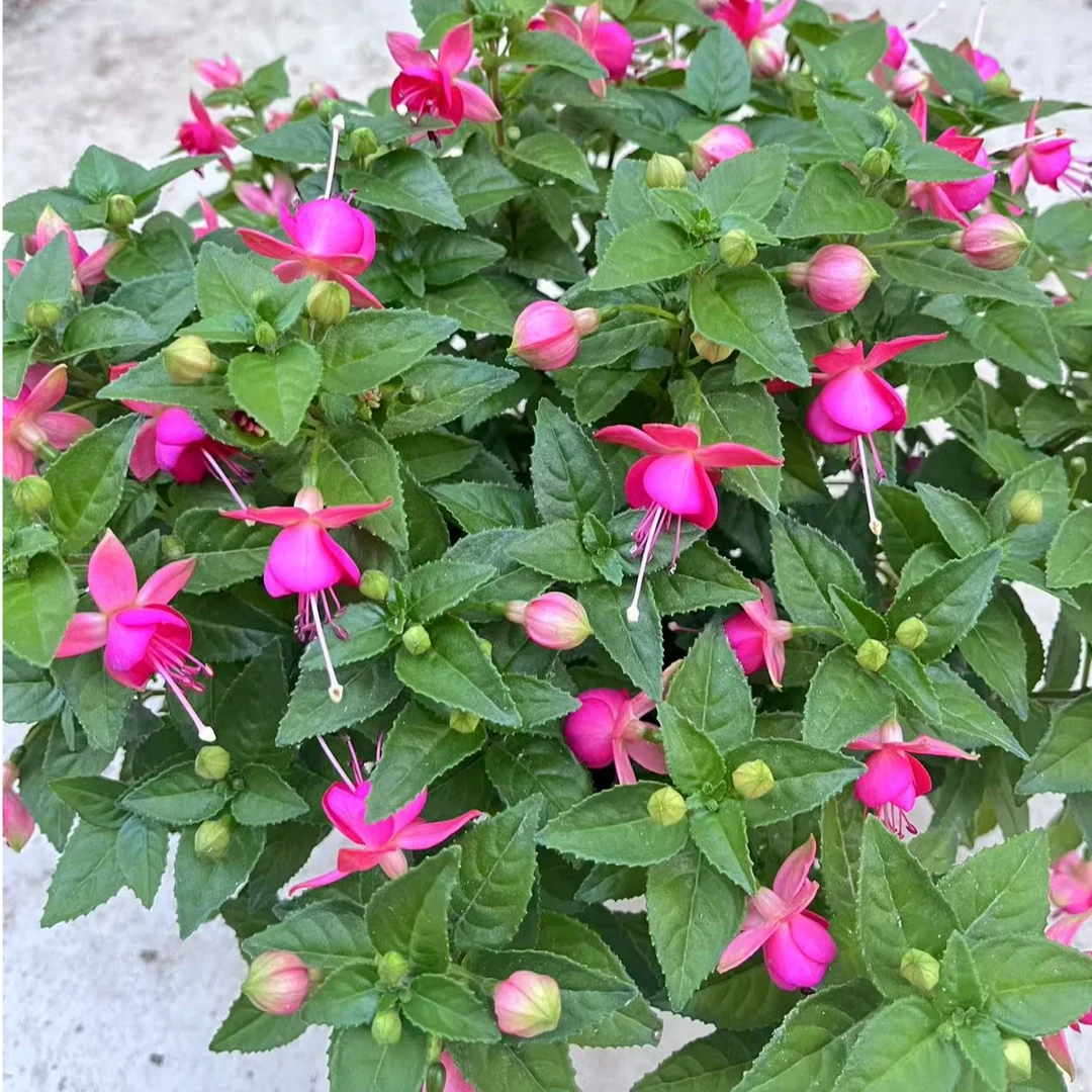 倒挂金钟粉蝴蝶150 盆栽花苗阳台多年生容易爆盆草花植物