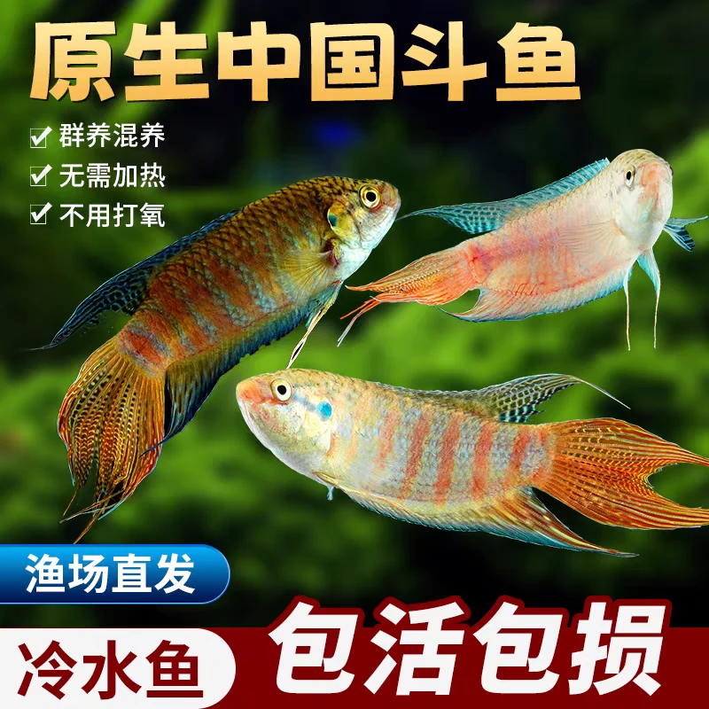 斗鱼小型巨普耐活活体鳑鲏鱼苗淡水冷水彩虹菩萨冷水鱼观赏鱼鱼缸