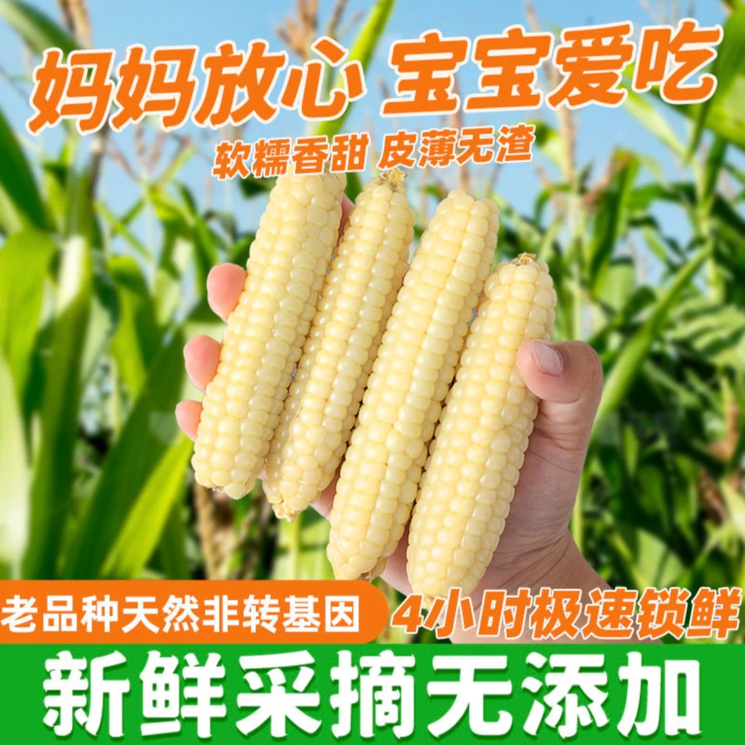 [鲜货直发]拇指玉米软糯香甜皮薄无渣西双版纳高原雨林原生态种植