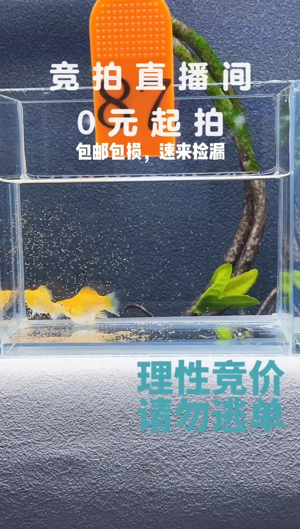 孔雀鱼玛丽球一对黄金红眼编号87