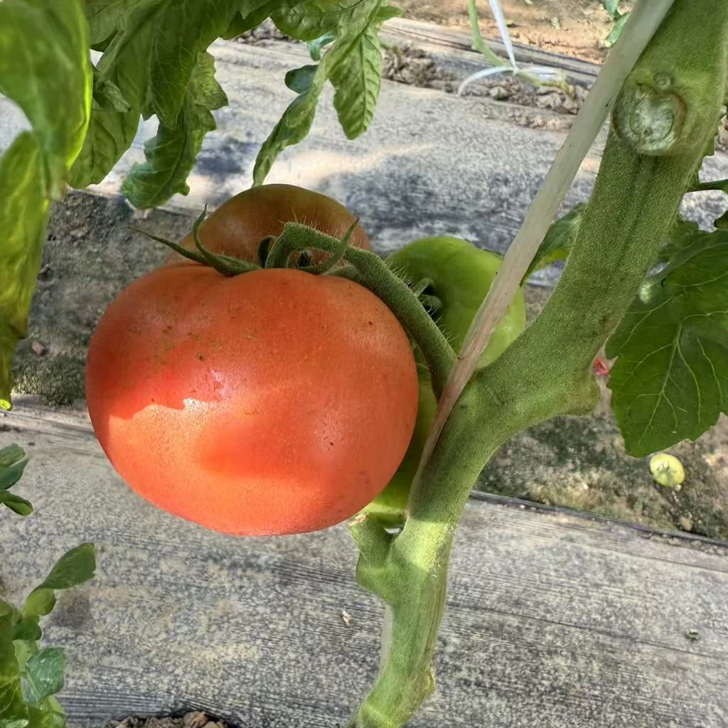 老味西红柿满纱满籽小时候的味道 5斤装 （个数已到货为准）