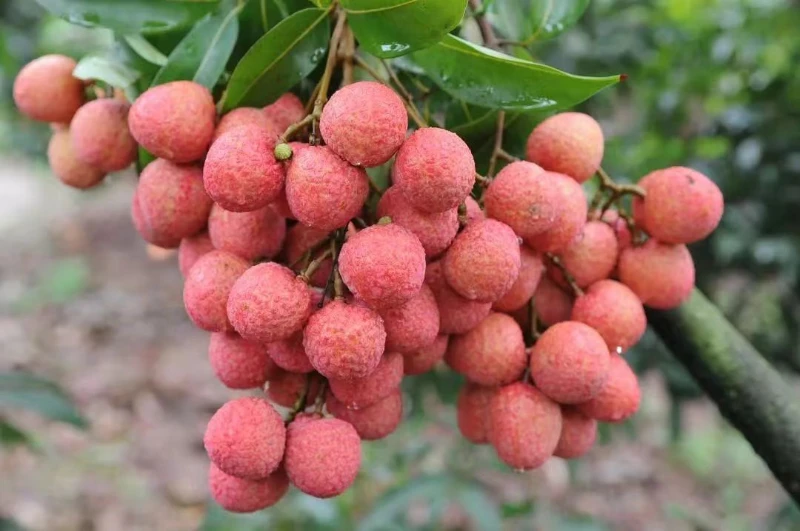 越南荔枝1kg