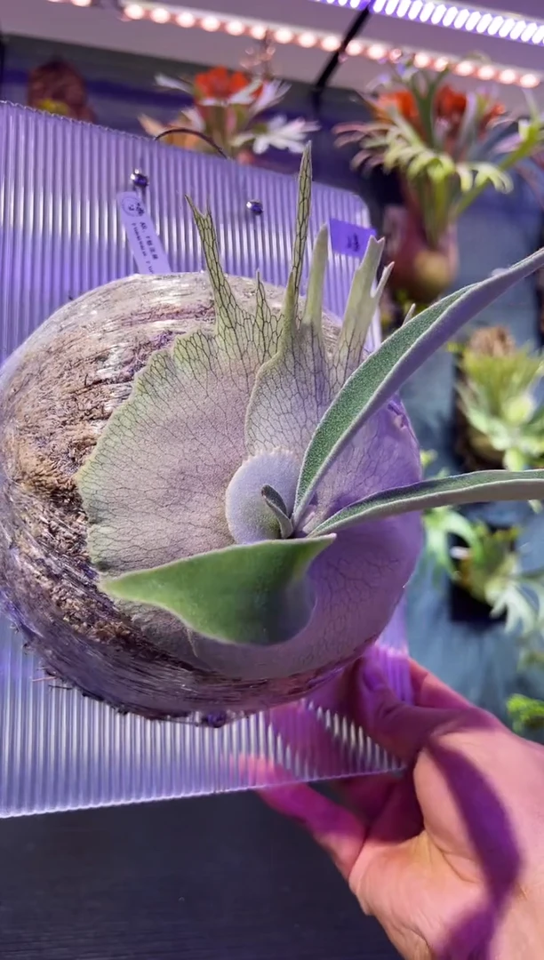 完全开放板植编号 28 AR f 银