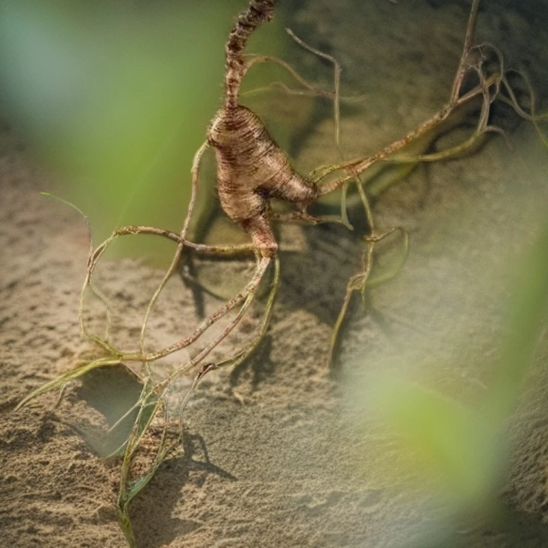 《2》长白山新鲜现挖林下参