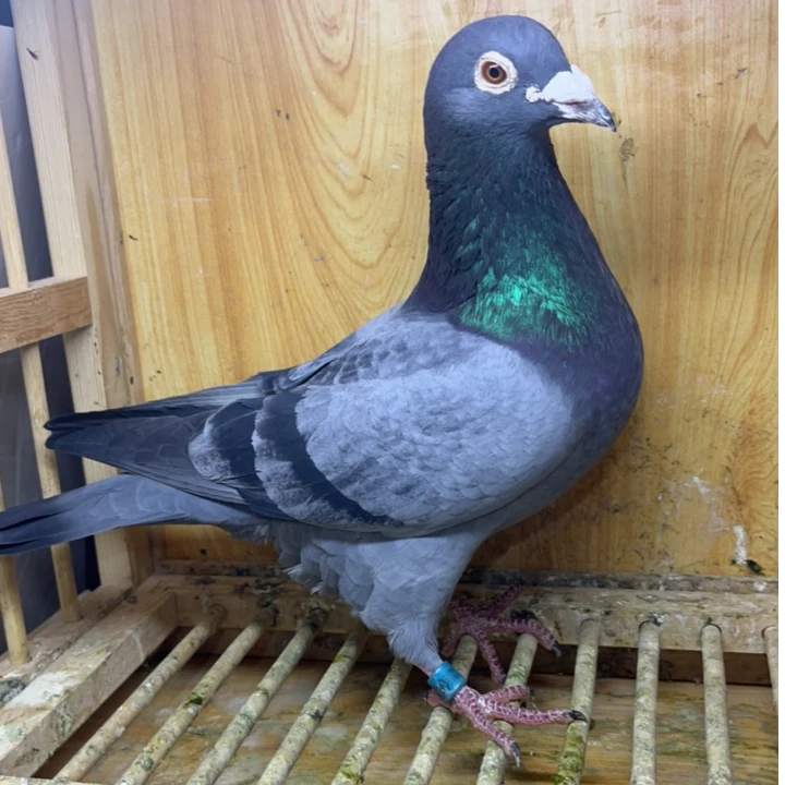 单只石板公21年信鸽