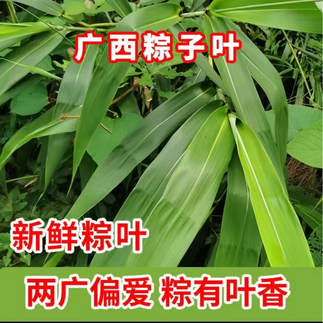 每天现摘发货 广西天然新鲜粽叶大号叶子包粽子专用