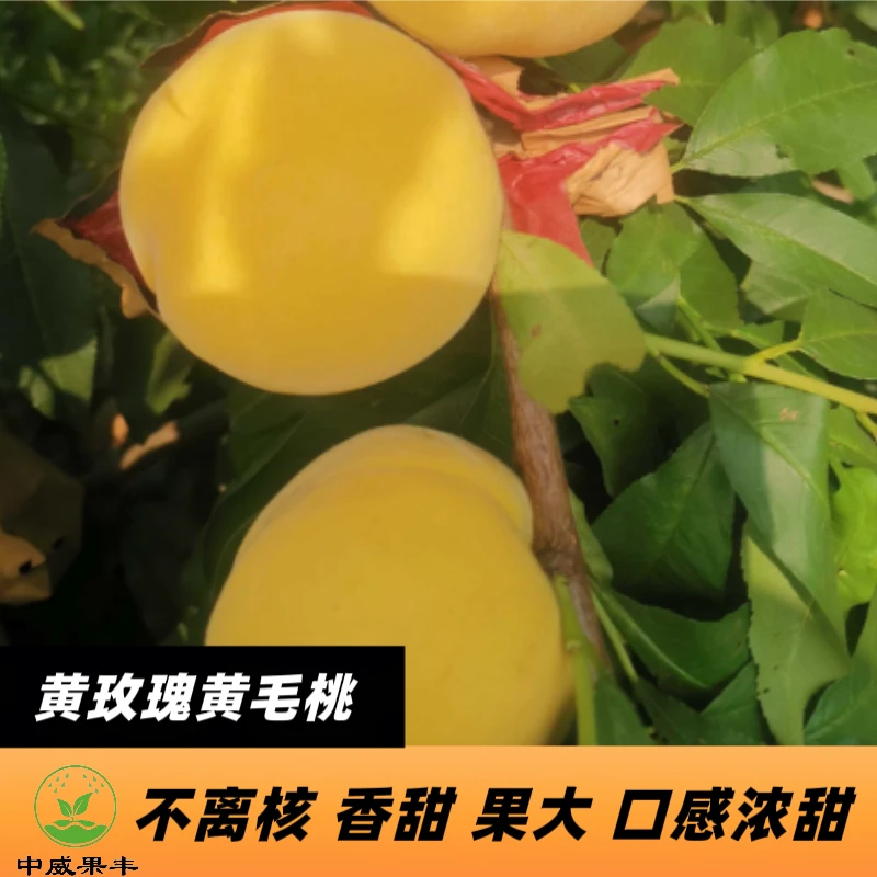 黄玫瑰7月中旬成熟   果实硬溶质  风味浓甜  浓香  丰产  耐储运