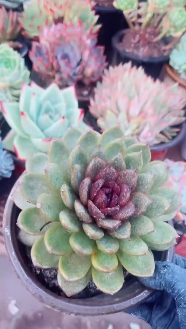 小**飞05062多肉植物一物一拍