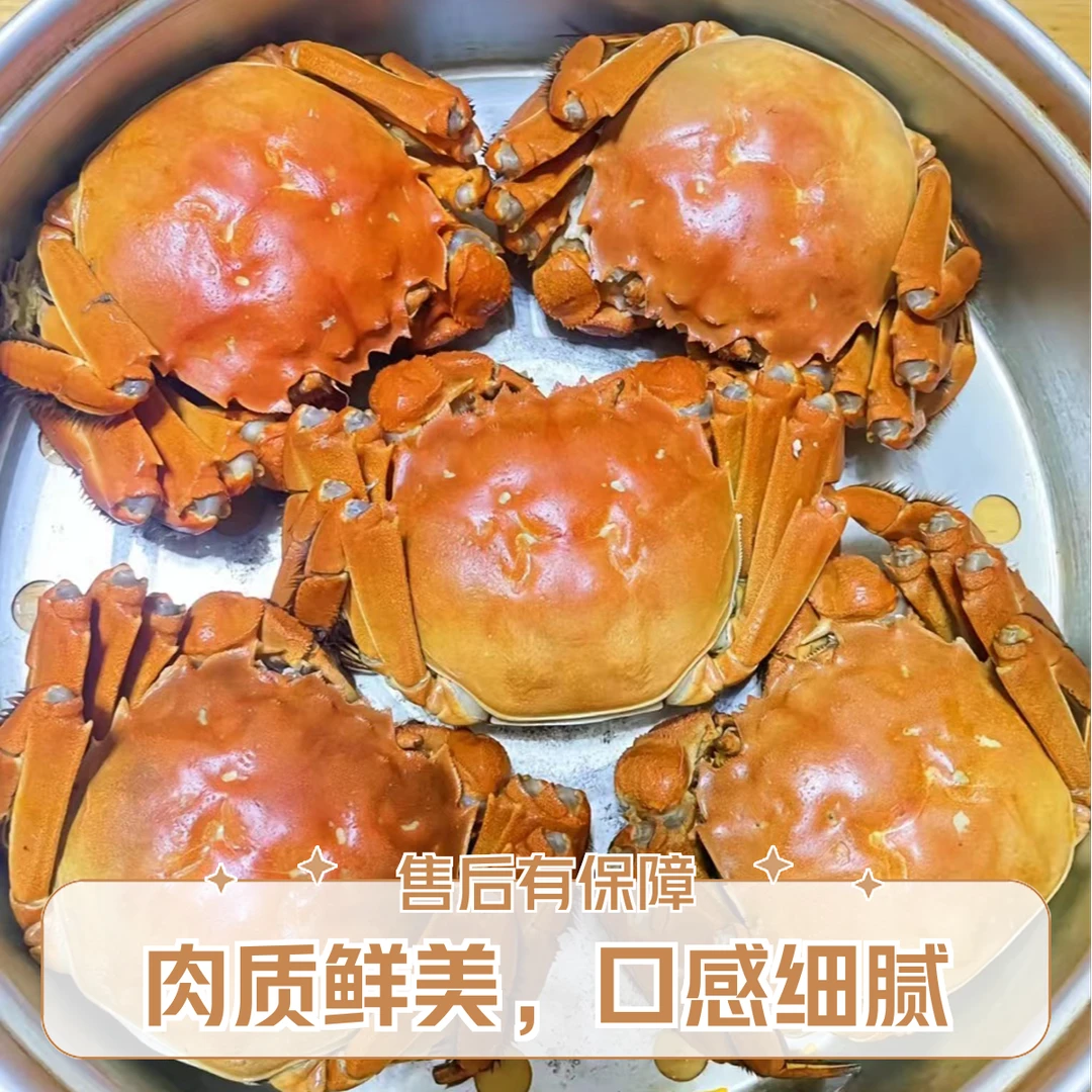 2.5-3两左右母蟹/1只