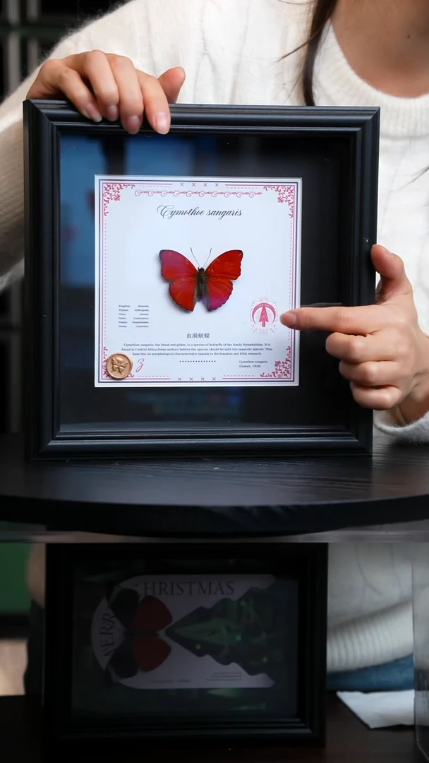 血漪蛱蝶8寸方框