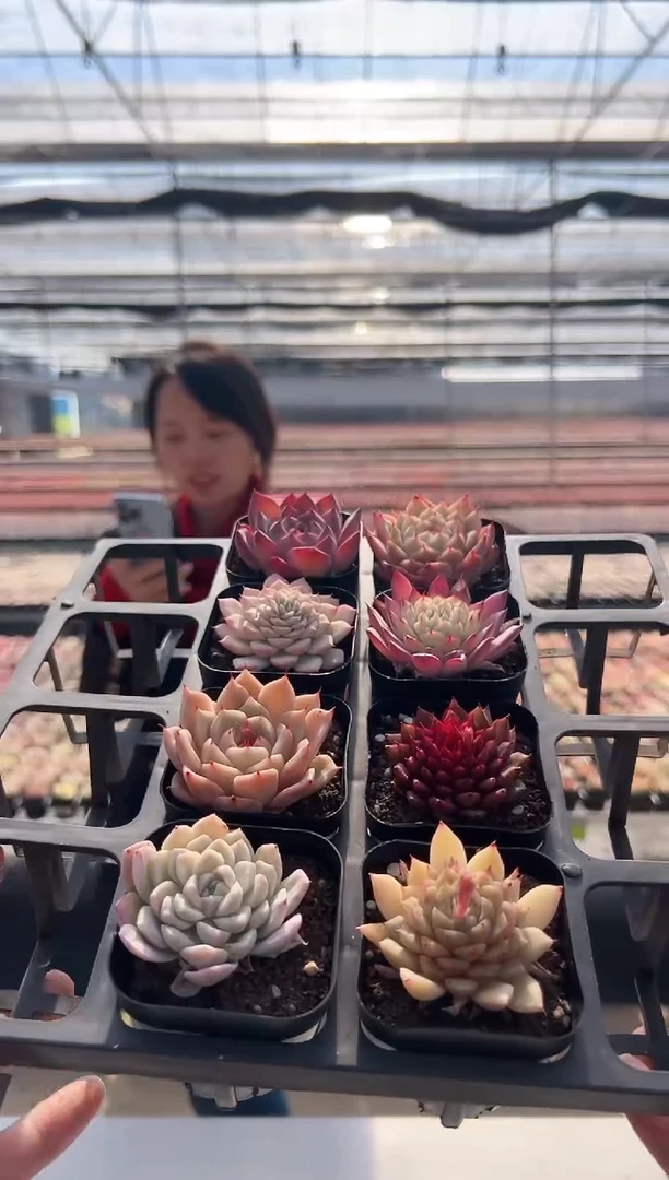 【闪购商品】福利款3（随机8选一，其中一颗）