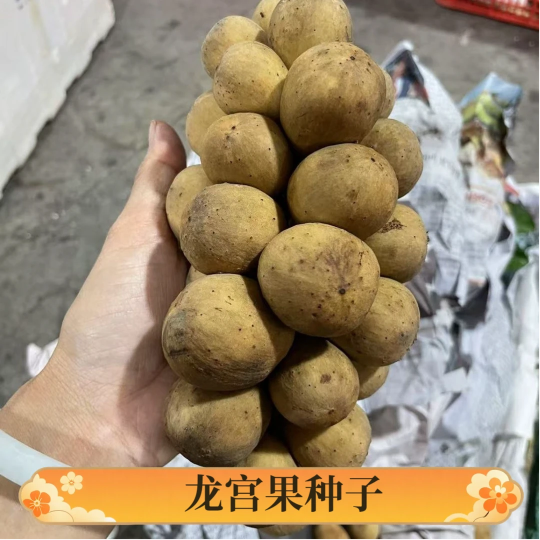 【龙宫果种子】四季种植盆栽地栽阳台小院种植