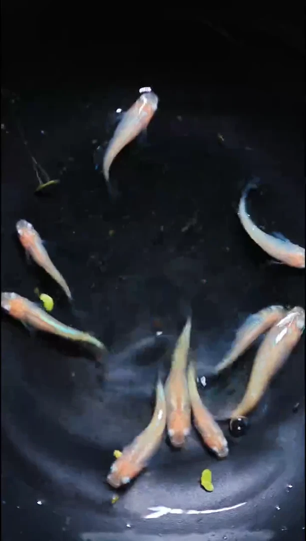 青鳉鱼观背青鳉042