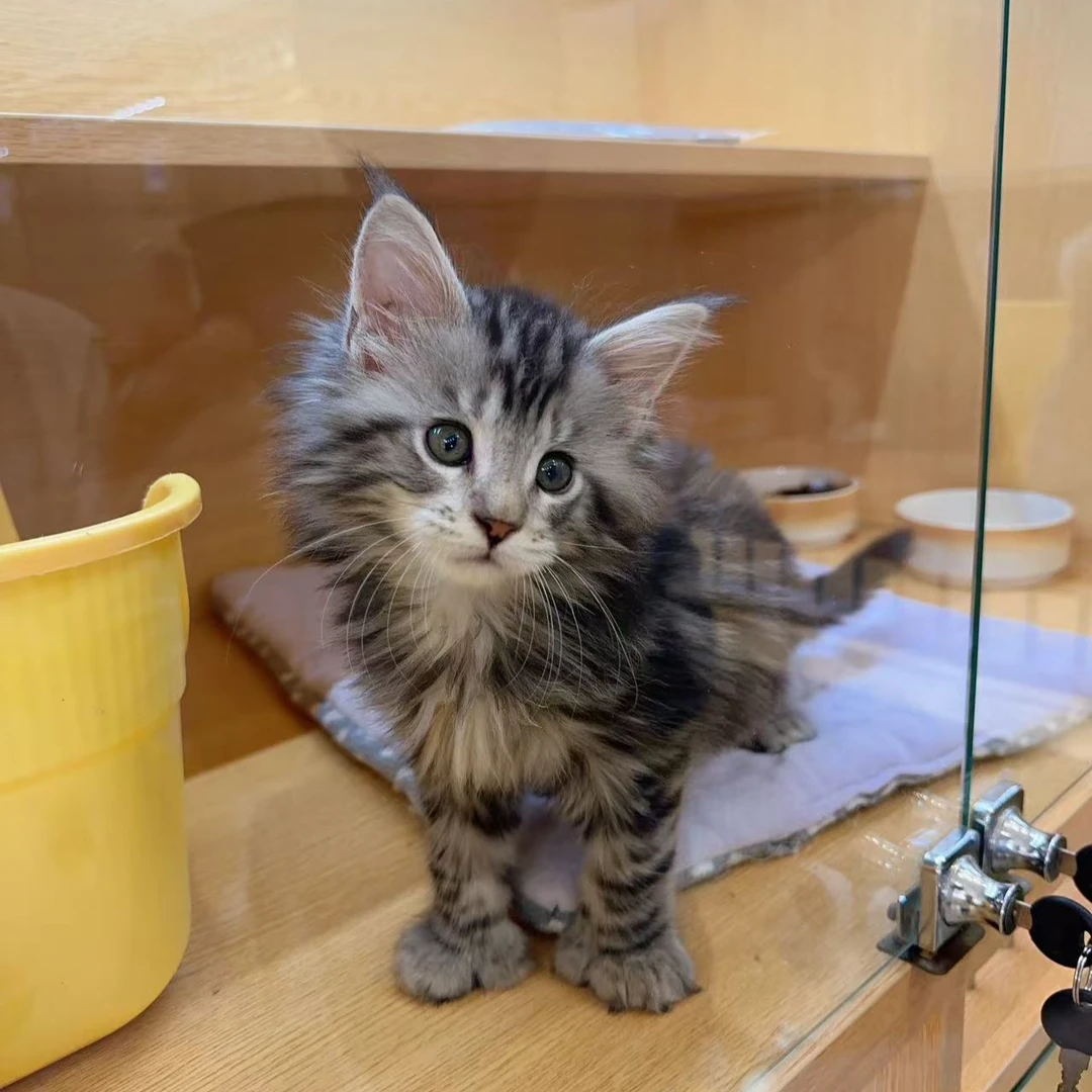 银虎缅因猫六指大脚弟弟