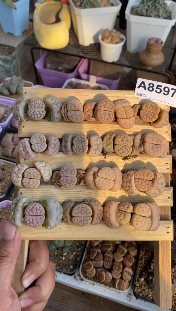 【闪购商品】8597直播一物一拍