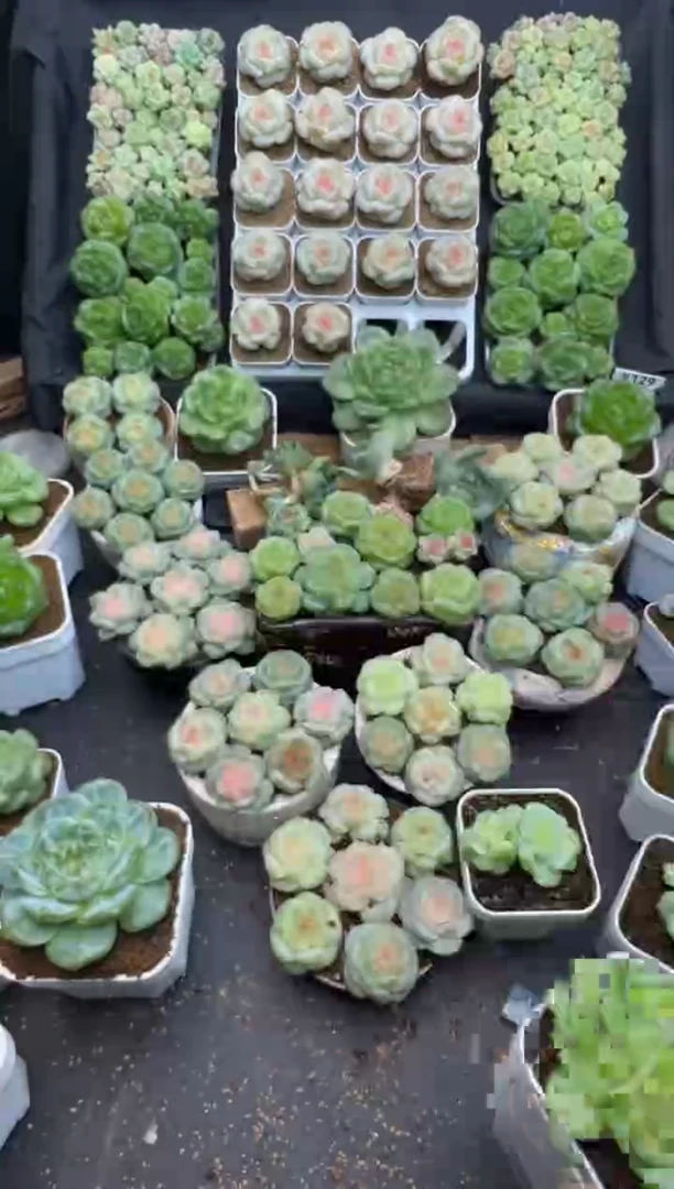 y211 遥遥珍妮 80 脱土发 可送土